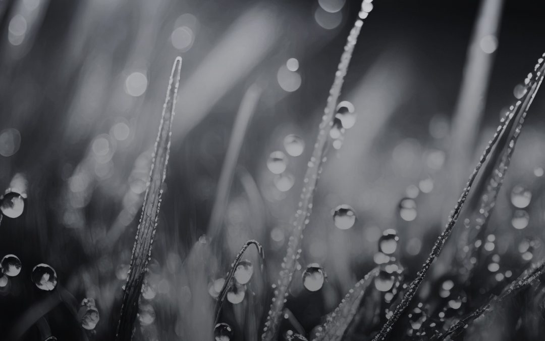 Dew